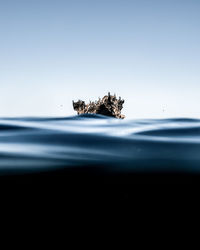 Close-up of grasshopper on sea against sky