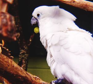 Close-up of bird perching outdoors