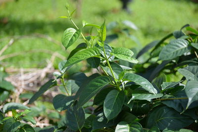 Close-up of plant growing on field