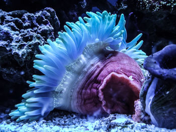 Close-up of coral swimming in sea