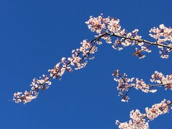 Low angle view of cherry blossoms against blue sky