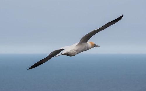 Seagull flying against clear sky