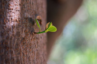 Close-up of plant growing on tree trunk