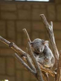 Close-up of squirrel on tree