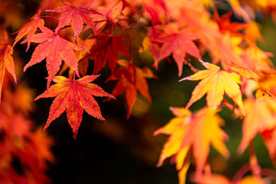 Close-up of maple leaves on plant