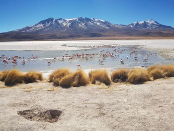 Flock of birds on land against mountain range