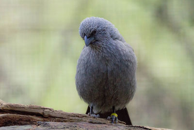 Close-up of bird perching on tree