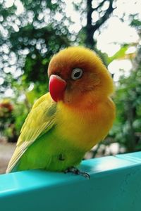 Close-up of parrot