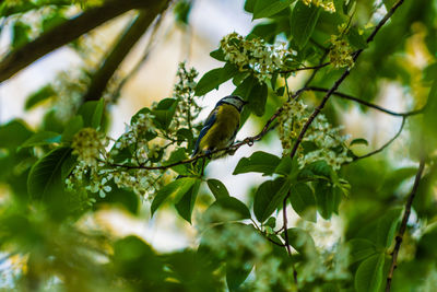 A blue tit in the tree