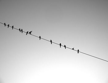 Low angle view of silhouette birds flying against clear sky