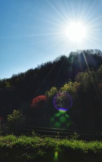 Sun shining through trees