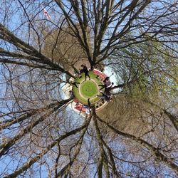 Low angle view of trees