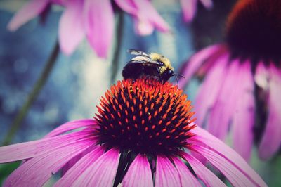 Close-up of honey bee on purple coneflower