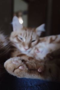 Close-up of cat resting