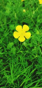 Close-up of yellow flowering plant on field