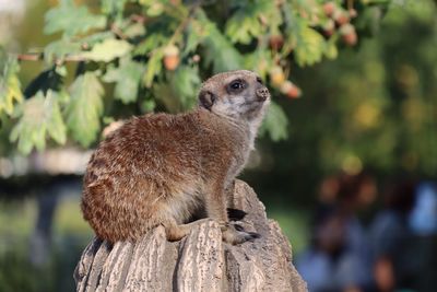 Close-up of squirrel sitting on tree