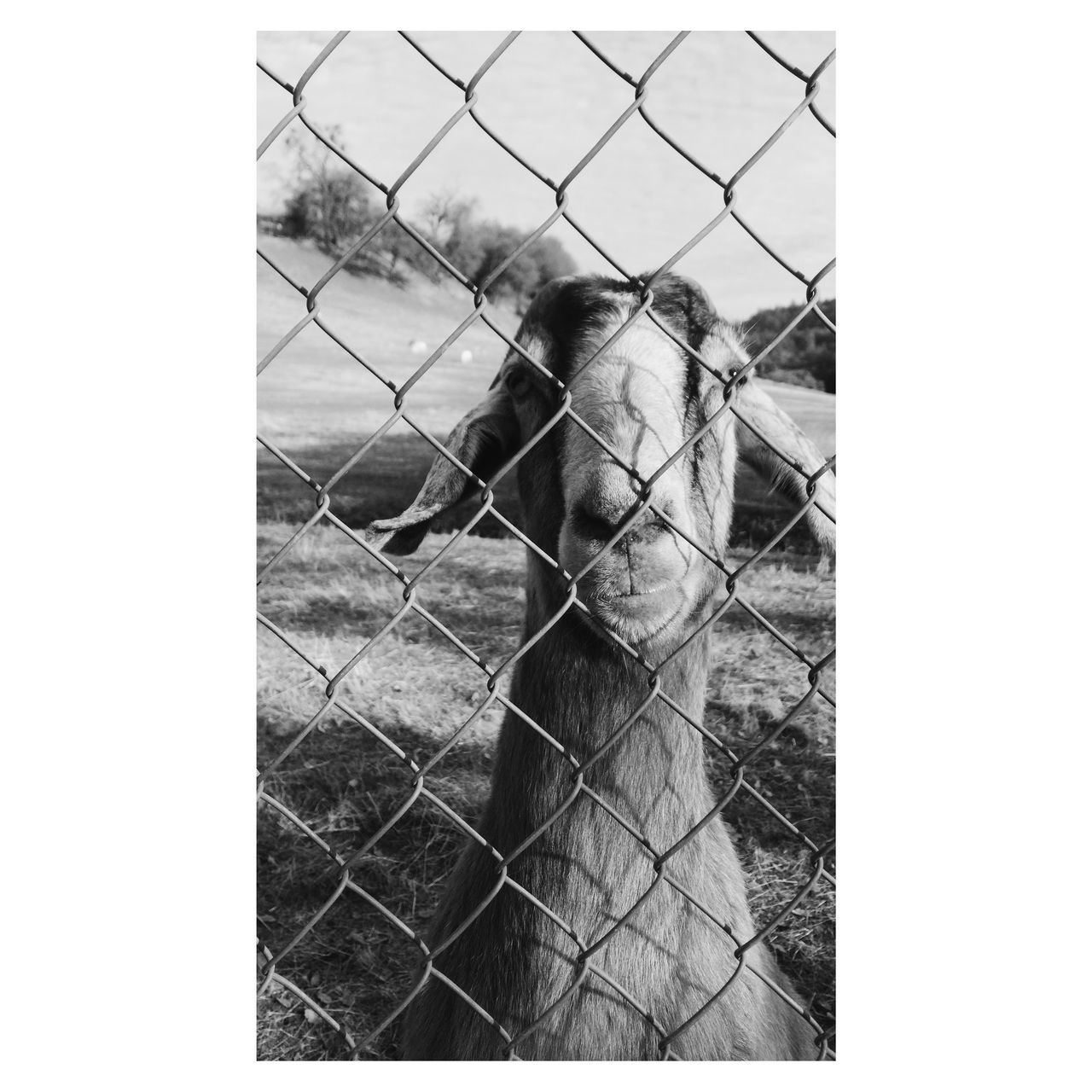 fence, boundary, barrier, mammal, animal themes, animal, day, no people, one animal, auto post production filter, close-up, vertebrate, safety, security, chainlink fence, transfer print, protection, domestic animals, outdoors, metal, animal head, herbivorous