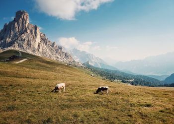 Italian cows in dolomites mountain landscape