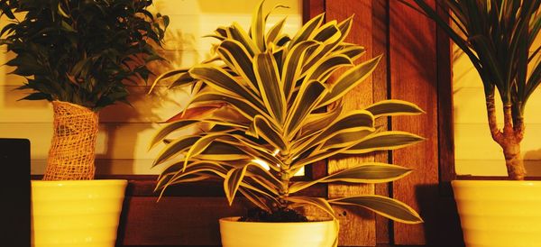 Close-up of potted plant on table
