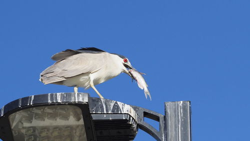 Low angle view of seagull perching on the sky