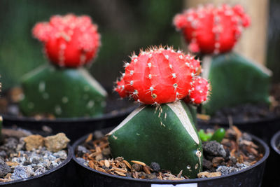 Close-up of red potted cactus