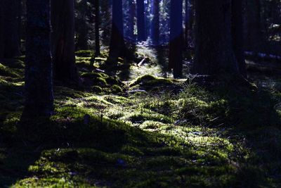 Trees growing in forest