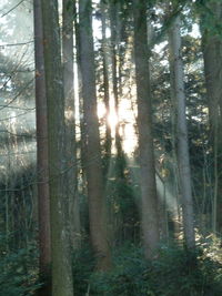 Scenic view of forest against sky