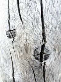 Close-up of tree trunk