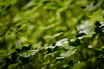 Leaves of plant