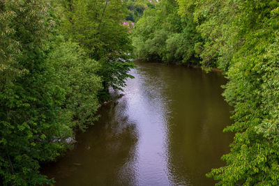 Scenic view of river amidst trees in forest