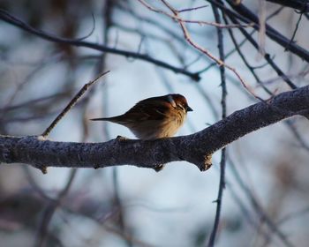 Close-up of bird perching on branch