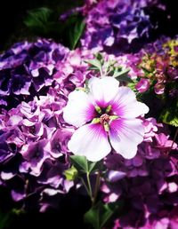 Close-up of purple flower