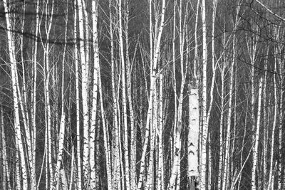 Full frame shot of bare trees in forest