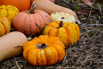 Close-up of pumpkins on field