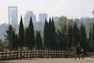 Man riding horse by trees