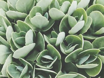 Full frame shot of succulent plant