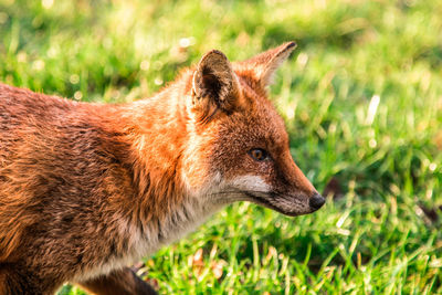 Close-up of fox on grass