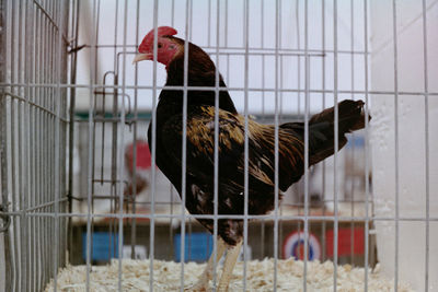 View of two birds in cage