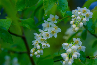 Beautiful white bird cherry flowers blossoming in the wild bush in spring.