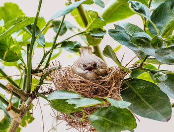 Close-up of bird in nest
