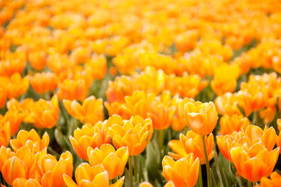 Full frame shot of orange tulips blooming in park