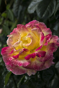 Close-up of pink flower blooming outdoors