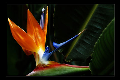 Close-up of flower against black background