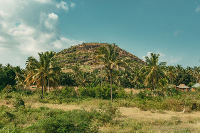 Palm trees on field against sky