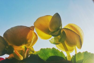 Low angle view of yellow flowers