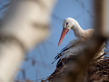 Low angle view of bird in nest