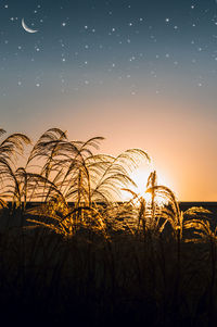 Plants growing on field against sky at sunset