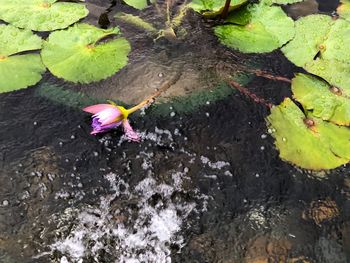 High angle view of leaf floating on water