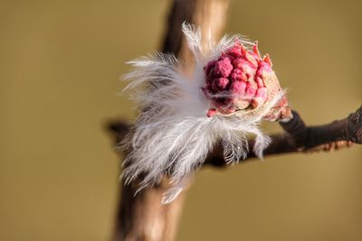 Close-up of pink flower