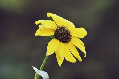 Close-up of yellow flower
